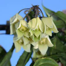 We did not find results for: Clematis Urophylla Winter Beauty