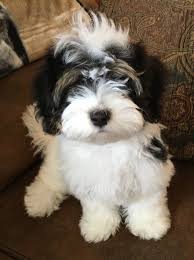 The havapoo is a mix between a havanese and poodle. Havanese Puppies For Sale In Michigan Susie S Quality K9 S