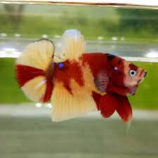 Tapi disini kita akan membahas yang cupang hias, karena cupang hias bentuknya lebih indah cantik serta lebih. Jual Cupang Yellow Base 008 Kota Tangerang Zainbetta Tokopedia