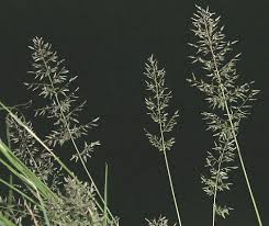 Image result for Eragrostis cilianensis