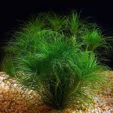Image result for Eriocaulon setaceum