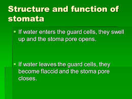These will be the focus. Gas Exchange In Plants Structure And Function Of Stomata And Guard Cells Ppt Download