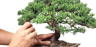 To determine whether or not this is happening, gently lift the entire tree from its pot. Bonsai Repotting Mistakes To Avoid Eastern Lef Knowledge Center