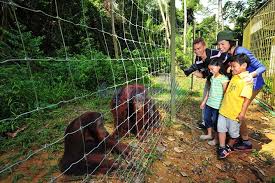 Do not miss the opportunity to observe these primates in their natural habitat. Orang Utan Island Charcoal Factory Tour Marriott