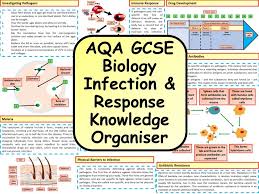 Ks4 Aqa Gcse Biology Science Infection Response Revision Knowledge Organiser Biology Revision Gcse Biology Revision Gcse Science Revision