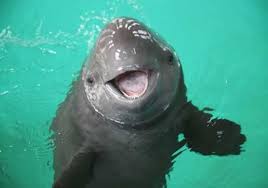 Check out our vaquita marina selection for the very best in unique or custom, handmade pieces from our shops. Informacion Sobre La Vaquita Marina Informacion Sobre Animales
