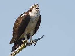 The death of a juvenile bald eagle has prompted the nova scotia spca to start raising awareness about the dangers associated with lead ammunition. How Birders Identify Osprey
