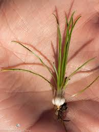 Image result for Isoetaceae