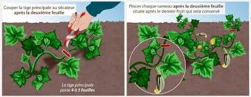 Epingle Sur Garden Edible Garden