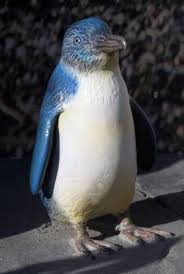 Pin By Landon Mcnamer On School Penguins Pet Birds Blue Fairy