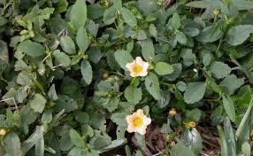 Image result for Sida chrysantha