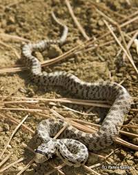 Gopher snakes inhabit prairies, marshes, agricultural lands, conifer forests. Snake Identification And Snake Myths Wenatchee Outdoors