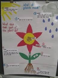 What Do Plants Need Parts Of A Plant Anchor Chart By