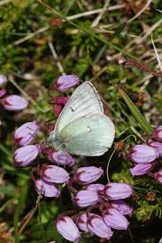 Image result for Colias tyche