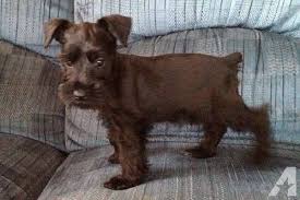 Black And White Schnauzer For Sale Akc Miniature Schnauzer Puppies Miniature Schnauzer Puppies Schnauzer Puppy Miniature Schnauzer