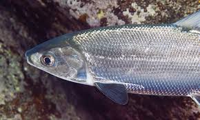 Tubuh memerlukan nutrisi untuk tetap sehat dan sumber nutrisi tidak hanya didapatkan melalui. Mengenal Profil Ikan Susu Umpan
