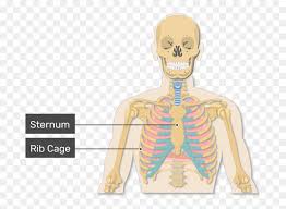 The costotransverse ligaments in human: A View Of The Rib Cage And Lungs With Rib Cage Labeled Rib Cage Hd Png Download Vhv