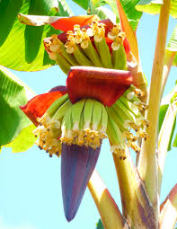 Image result for Musaceae