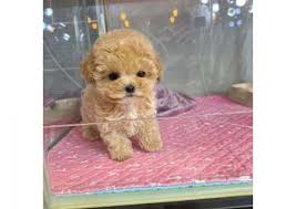 Find the perfect poodle toy puppy for sale at puppyfind.com. Pets Dubai Seller Ae Sell It Buy It Find It