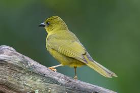 Image result for Ochthocharis