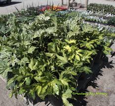 East bay has long considered itself a landscape nursery, gamache says, offering larger plants in bigger gallon pots. Monterey Bay Nursery Plants F