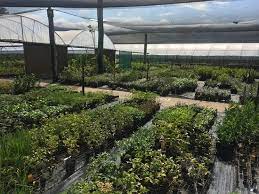 Since then we have successfully mail ordered fruit trees along with many other plants. Daleys Fruit Tree Nursery Kyogle 2021 All You Need To Know Before You Go With Photos Tripadvisor