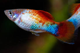 Fish Zone: Difference Between Male And Female Angelfish | Angel Fish Tank,  Angel Fish, Fish Tank Sizes