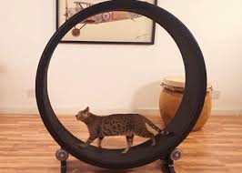 Bengal cats on an excercise wheel. Entertaining To Watch But Is It Safe For Cats Veterinarians Weigh In On Cat Running Wheels Dvm360