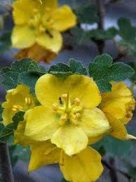 Not only do they offer beautiful flower arrangements, they have exceptional customer service. Drought Tolerant Plants For California Bay Area Garden