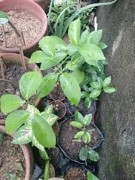 Check spelling or type a new query. Plants For Sale Garlic Vine Dencio S Online Garden Facebook