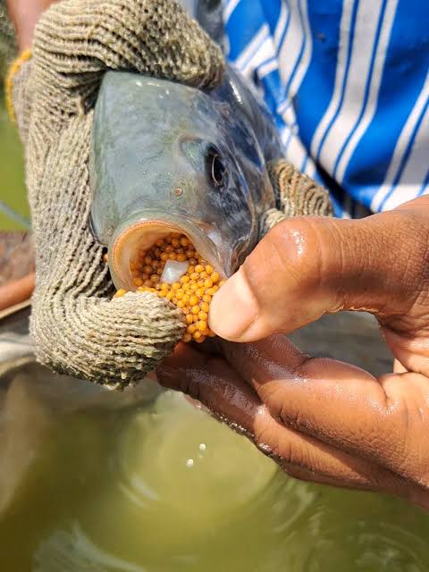 Understanding Tilapia Fish Egg Incubation Behavior