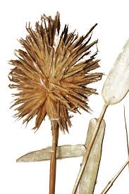 Image result for Oxytenanthera abyssinica