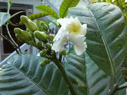 Image result for Tabernaemontana crassa