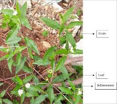 Image result for Eclipta prostrata