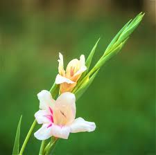 Image result for Gladiolus magnificus