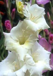 Old House Gardens Heirloom Bulbs Gladiolus Beautiful Blooms Tropical Africa