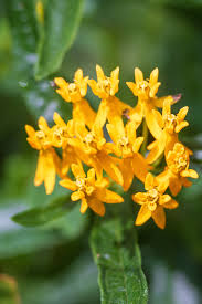 Hello Yellow Milkweed Butterfly Flower Seeds Milkweed Milkweed Seeds Flower Seeds