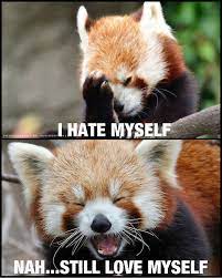 Red Pandas Google Search Pandas Rojos Panda Rojo Gato Divertido