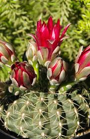 They include land use, extraction of resources, greenhouse gas emission, water use and energy use. Can Cacti Survive In More Tropical Climates Quora