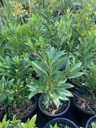 Elaeocarpus Decipiens, Japanese Blueberry, 12-24 Tall, 1 Gal. LIVE PLANT,  Ships in the Container, FREE