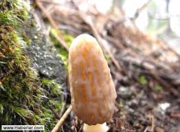 Auricularia ailesine ait olan siyah mantar, genellikle bulut kulak mantarı veya ağaç kulak mantarı olarak da adlandırılır. Zehirli Mantar Nasil Anlasilir Foto Galerisi