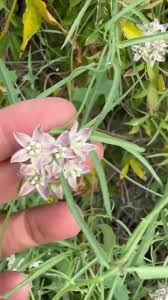 Image result for Marsdenia cynanchoides