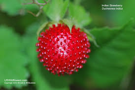 Image result for Duchesnea indica