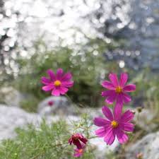 We did not find results for: Flowers That Symbolize Peace A To Z Flowers