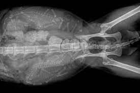 Check spelling or type a new query. Cat Ultrasound Mri Xray And Radiology Animal Clinic Of Billings