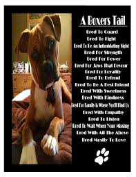 Boxers Have A Lover S Soul And A Warrior S Heart Best Dogs Ever Misty Schroeder Murphy Boxer Dog Quotes Boxer Love Boxer Dogs