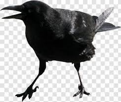 Crow fires a trio of poisoned daggers. Clip Art American Crow Image Beak Brawl Stars Transparent Png