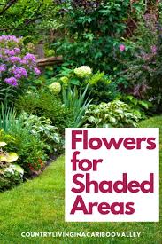 It usually occurs under large trees or on the south side of a building, especially between houses. How To Make A Perennial Flower Bed For Shady Areas Of Your Yard Side Yard Landscaping Garden Ideas Side Of House Shade Landscaping