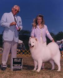 Check spelling or type a new query. Mystic Oz Samoyeds Samoyed Breeding Handling And Showing Samoyed Puppies