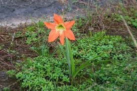 Image result for Hippeastrum puniceum